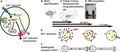 Editorial: Manganese-Enhanced MRI: A New Avenue of Functional and Structural Imaging in Neuroscience